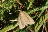 Archanara dissoluta