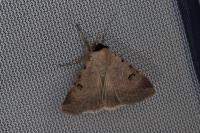 Lygephila craccae