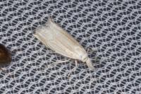 Metacrambus carectellus
