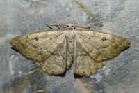 Yezognophos serotinaria serotinoides