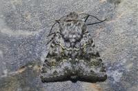 Hecatera bicolorata