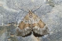 Thera obeliscata