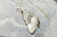 Colostygia stilpna stilpna