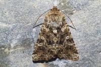 Hadena perplexa