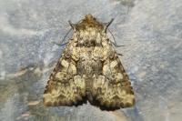 Conisania luteago olbiena