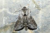Cucullia gnaphalii
