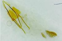 Phycitodes binaevella