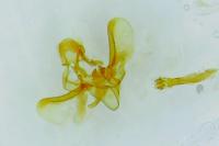 Phycitodes inquinatella
