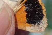 Noctua fimbriata