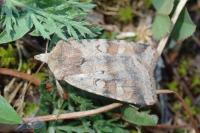 Diarsia mendica