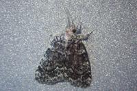 Bryophila galathea