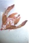 Hoplodrina blanda