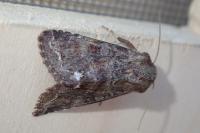 Ceramica pisi