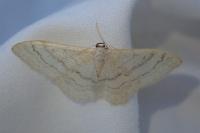 Idaea aversata