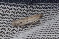 Phycitodes inquinatella