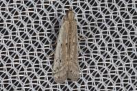 Phycitodes inquinatella