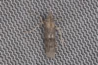 Epischnia asteris
