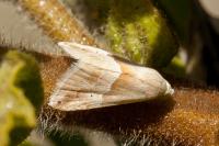 Eublemma parva