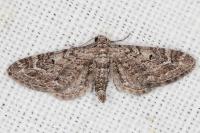 Eupithecia nanata