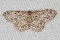 Idaea libycata
