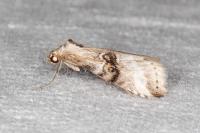 Zebeeba falsalis
