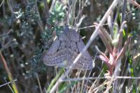 Chemerina caliginearia