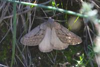 Chemerina caliginearia