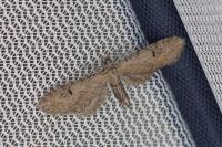 Eupithecia innotata