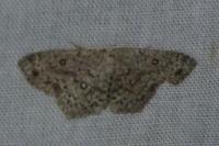 Cyclophora pendularia