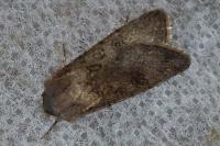 Agrotis segetum