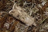 Agrotis segetum