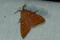 Odonestis pruni