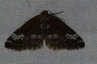 Perizoma alchemillata