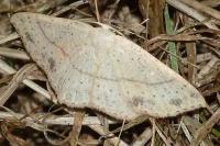 Cyclophora punctaria