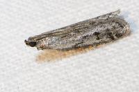 Homoeosoma nimbellum