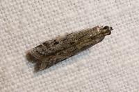 Homoeosoma nimbellum