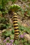 Tyria jacobaeae