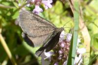Odezia atrata