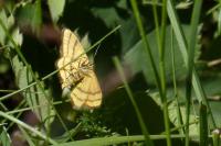 Idaea aureolaria