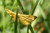 Idaea aureolaria