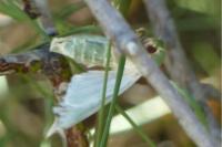 Calamia tridens