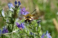 Hemaris fuciformis