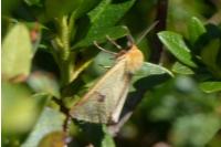 Diacrisia sannio