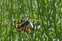 Arctia plantaginis