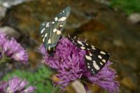 Callimorpha dominula