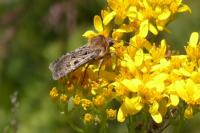 Chersotis oreina