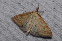 Udea lutealis