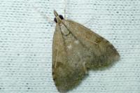 Udea prunalis