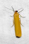 Indalia lutarella