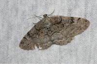 Alcis repandata